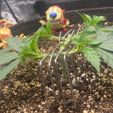 Thin Mints X Platinum Big Smooth  growlog timeline photo