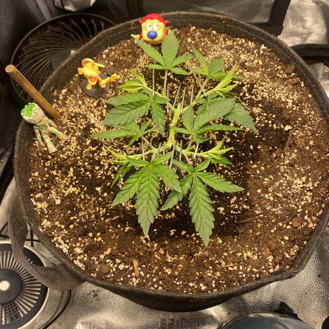Thin Mints X Platinum Big Smooth  growlog timeline photo