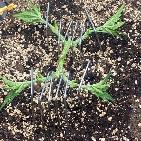 Thin Mints X Platinum Big Smooth  growlog timeline photo