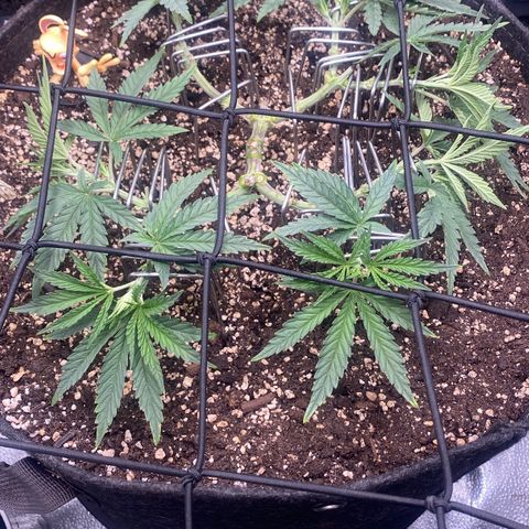 Thin Mints X Platinum Big Smooth  growlog timeline photo