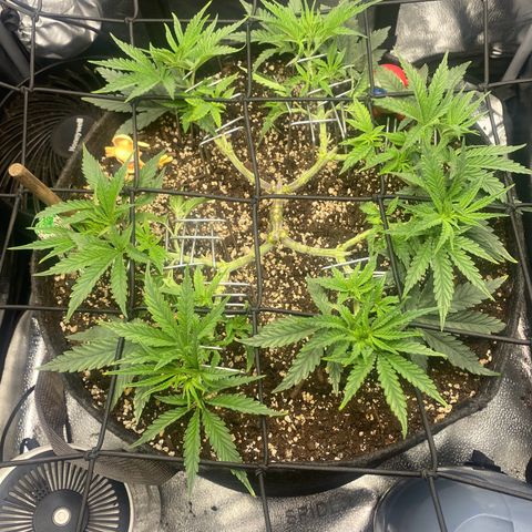 Thin Mints X Platinum Big Smooth  growlog timeline photo