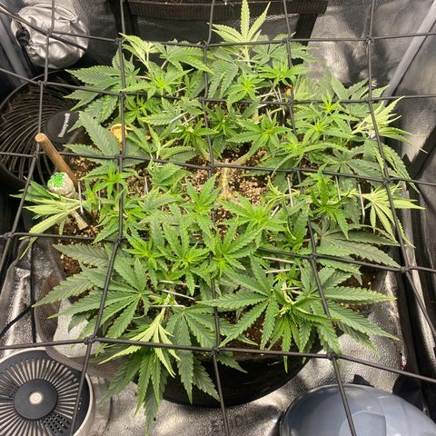 Thin Mints X Platinum Big Smooth  growlog timeline photo