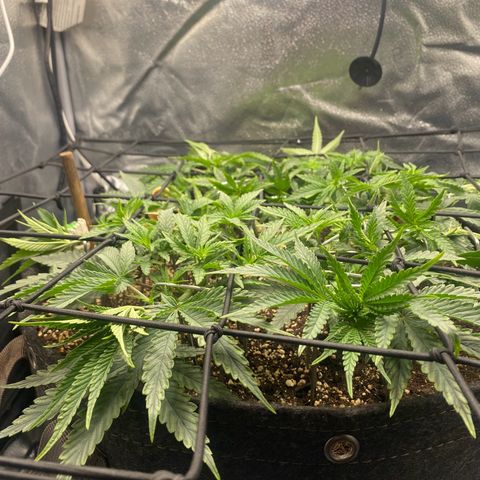 Thin Mints X Platinum Big Smooth  growlog timeline photo