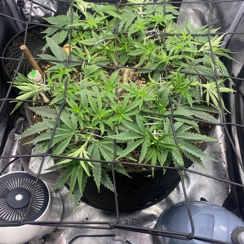 Thin Mints X Platinum Big Smooth  growlog timeline photo