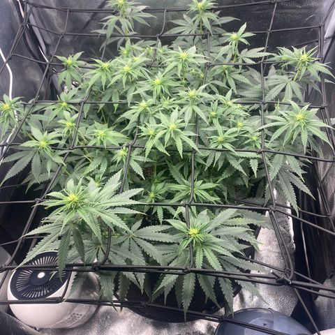 Thin Mints X Platinum Big Smooth  growlog timeline photo