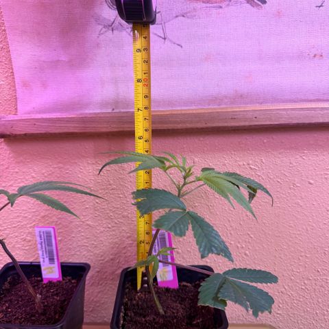 Papaya Fried Oreo 1 - Mary growlog timeline photo