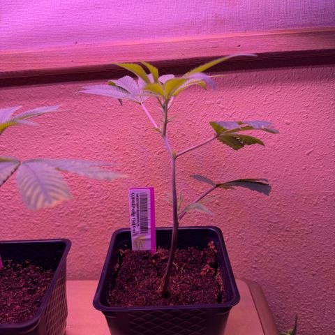 Papaya Fried Oreo 1 - Mary growlog timeline photo