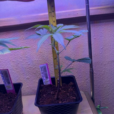 Papaya Fried Oreo 1 - Mary growlog timeline photo