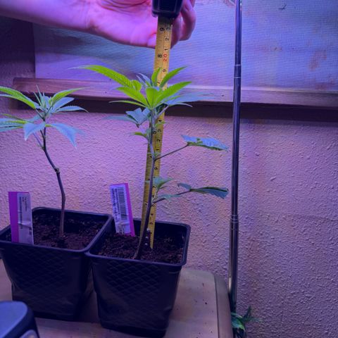 Papaya Fried Oreo 1 - Mary growlog timeline photo
