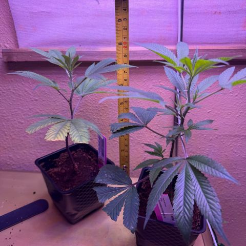 Papaya Fried Oreo 1 - Mary growlog timeline photo