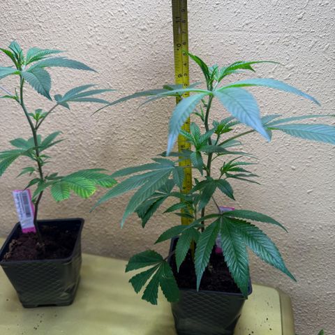 Papaya Fried Oreo 1 - Mary growlog timeline photo