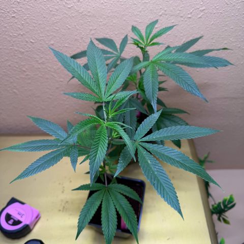Papaya Fried Oreo 1 - Mary growlog timeline photo