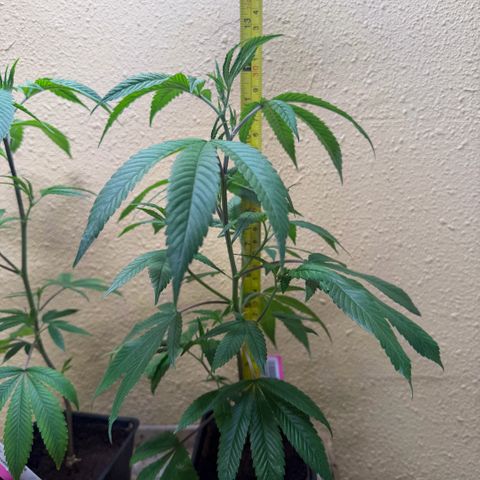 Papaya Fried Oreo 1 - Mary growlog timeline photo