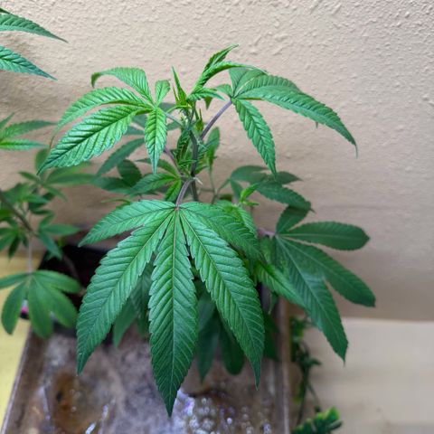 Papaya Fried Oreo 1 - Mary growlog timeline photo