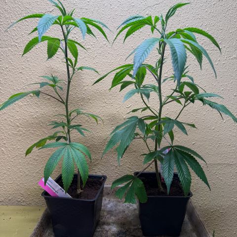 Papaya Fried Oreo 1 - Mary growlog timeline photo