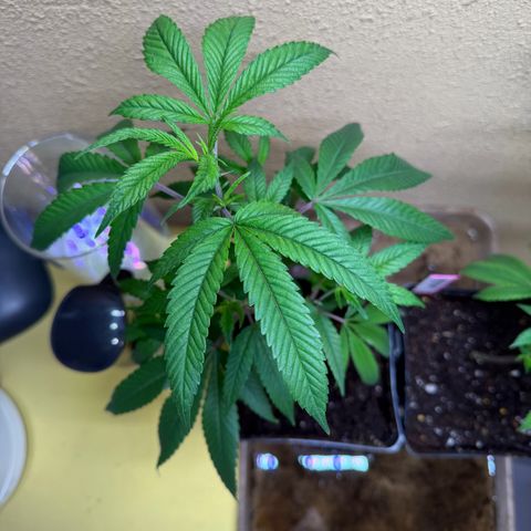 Papaya Fried Oreo 1 - Mary growlog timeline photo
