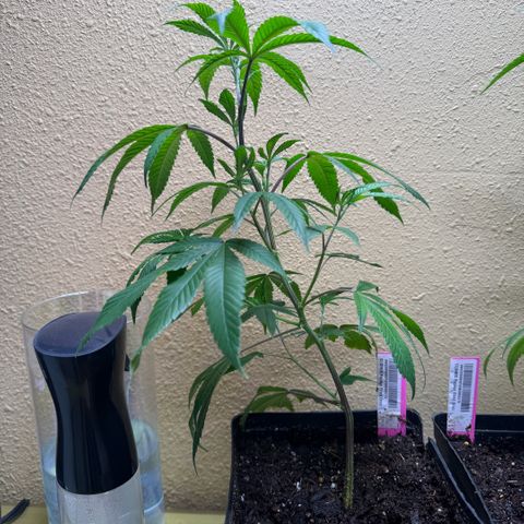 Papaya Fried Oreo 1 - Mary growlog timeline photo