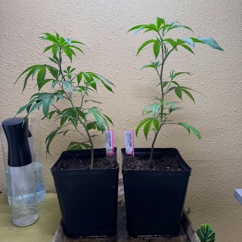 Papaya Fried Oreo 1 - Mary growlog timeline photo