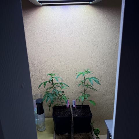Papaya Fried Oreo 1 - Mary growlog timeline photo