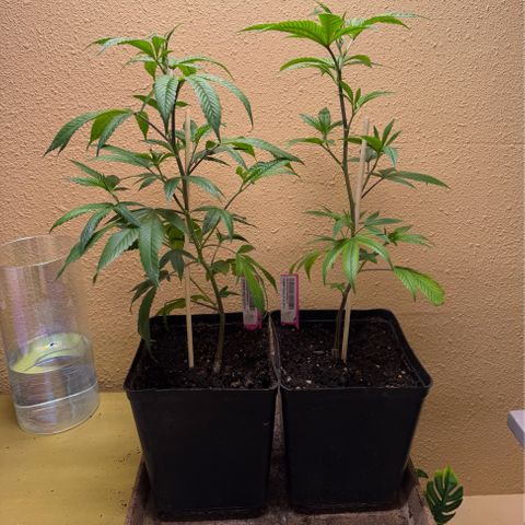 Papaya Fried Oreo 1 - Mary growlog timeline photo