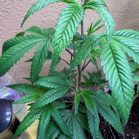 Papaya Fried Oreo 1 - Mary growlog timeline photo