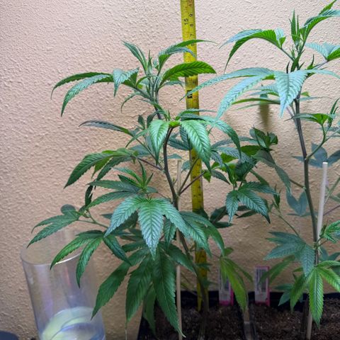 Papaya Fried Oreo 1 - Mary growlog timeline photo