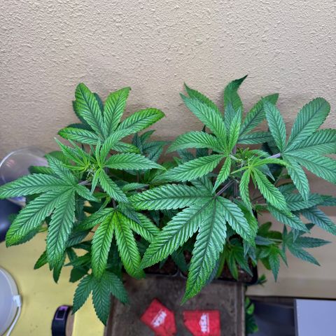 Papaya Fried Oreo 1 - Mary growlog timeline photo