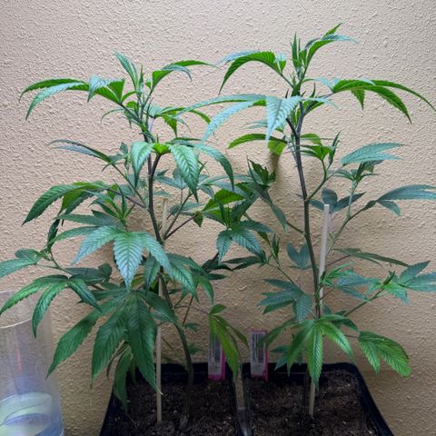 Papaya Fried Oreo 1 - Mary growlog timeline photo