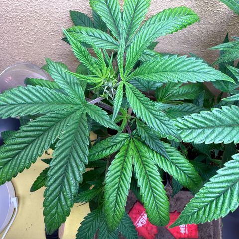 Papaya Fried Oreo 1 - Mary growlog timeline photo
