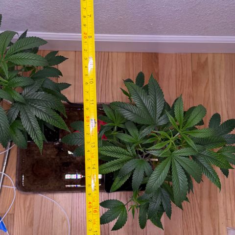 Papaya Fried Oreo 1 - Mary growlog timeline photo