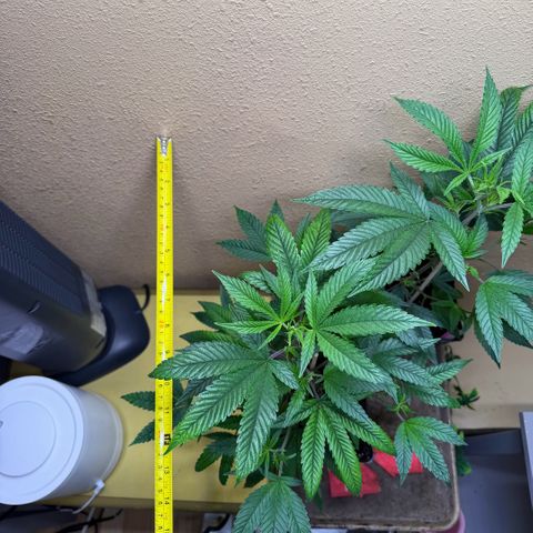 Papaya Fried Oreo 1 - Mary growlog timeline photo