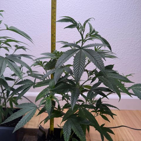 Papaya Fried Oreo 1 - Mary growlog timeline photo