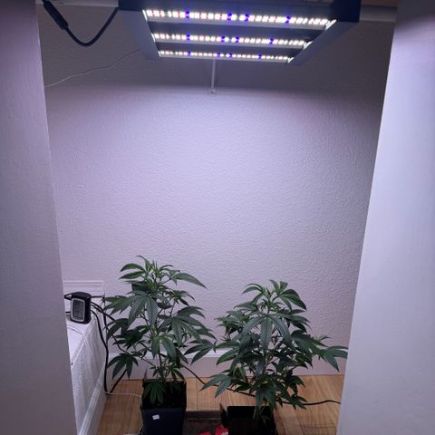 Papaya Fried Oreo 1 - Mary growlog timeline photo