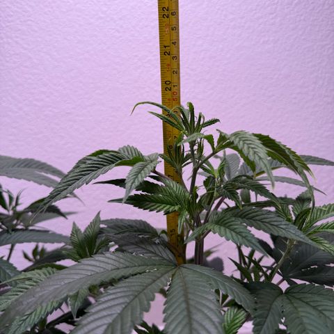 Papaya Fried Oreo 1 - Mary growlog timeline photo