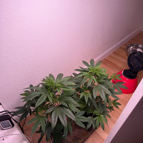 Papaya Fried Oreo 1 - Mary growlog timeline photo