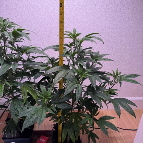 Papaya Fried Oreo 1 - Mary growlog timeline photo