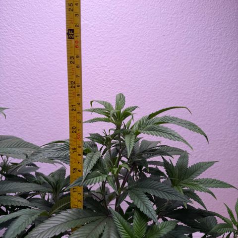 Papaya Fried Oreo 1 - Mary growlog timeline photo
