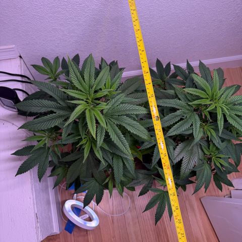 Papaya Fried Oreo 1 - Mary growlog timeline photo
