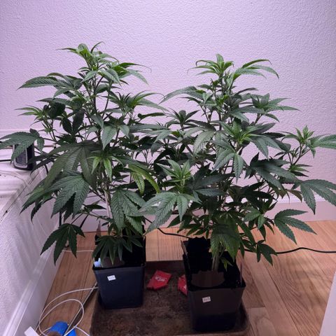 Papaya Fried Oreo 1 - Mary growlog timeline photo