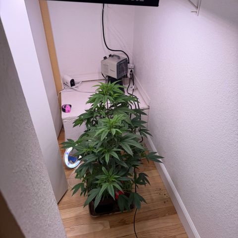 Papaya Fried Oreo 1 - Mary growlog timeline photo