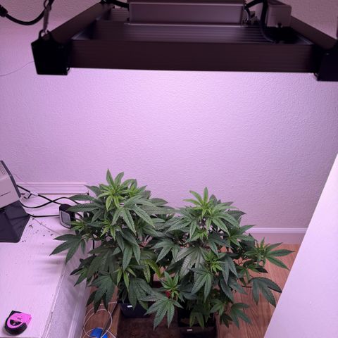Papaya Fried Oreo 1 - Mary growlog timeline photo