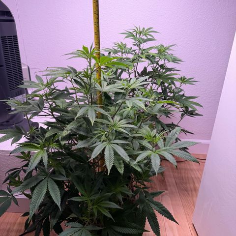 Papaya Fried Oreo 1 - Mary growlog timeline photo