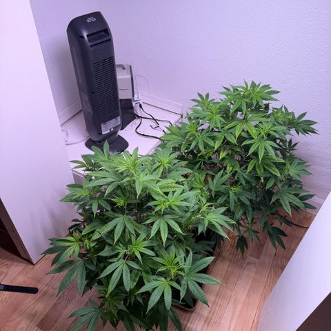 Papaya Fried Oreo 1 - Mary growlog timeline photo