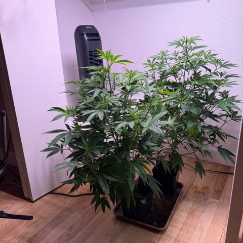 Papaya Fried Oreo 1 - Mary growlog timeline photo