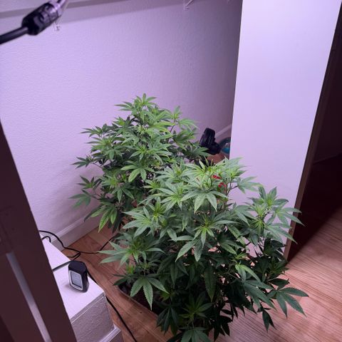 Papaya Fried Oreo 1 - Mary growlog timeline photo