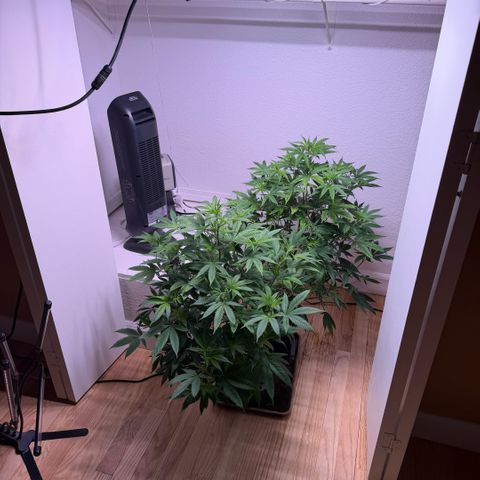 Papaya Fried Oreo 1 - Mary growlog timeline photo