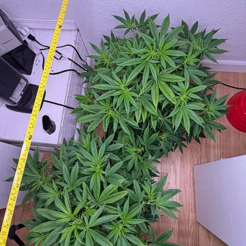 Papaya Fried Oreo 1 - Mary growlog timeline photo