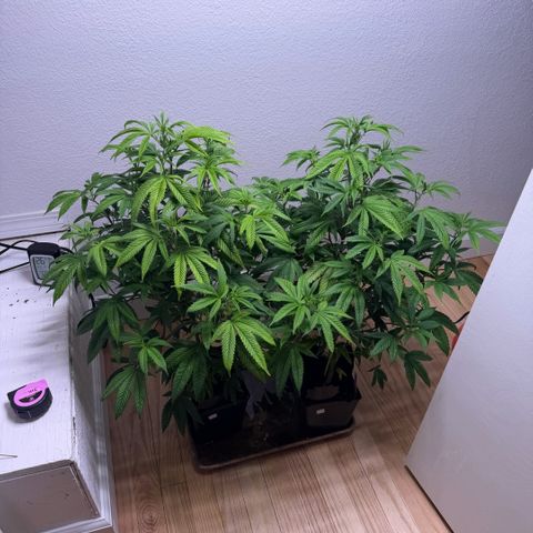 Papaya Fried Oreo 1 - Mary growlog timeline photo