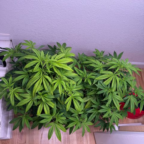 Papaya Fried Oreo 1 - Mary growlog timeline photo