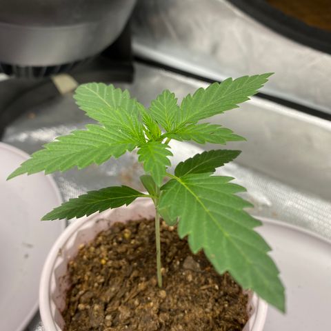 A - Burnt Toast growlog photo: 22 days almost ready for the first top